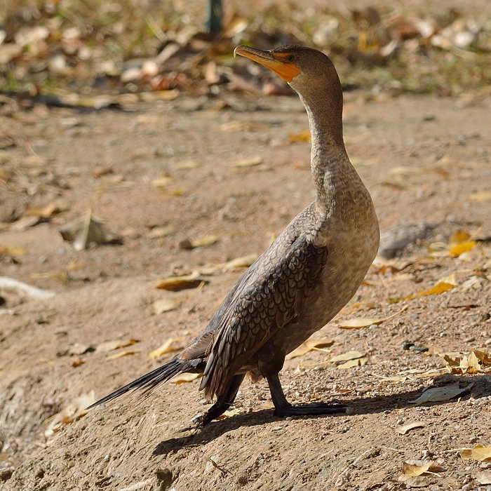 Geoorde aalscholver (Nannopterum auritum)